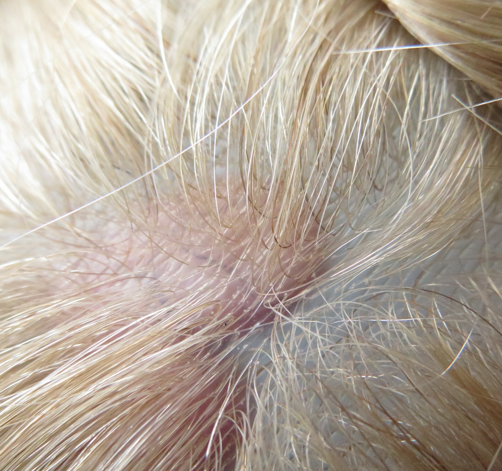 Natural Mens Toupee Blonde Hair Replacement System Super V Looped Thin Skin #22R