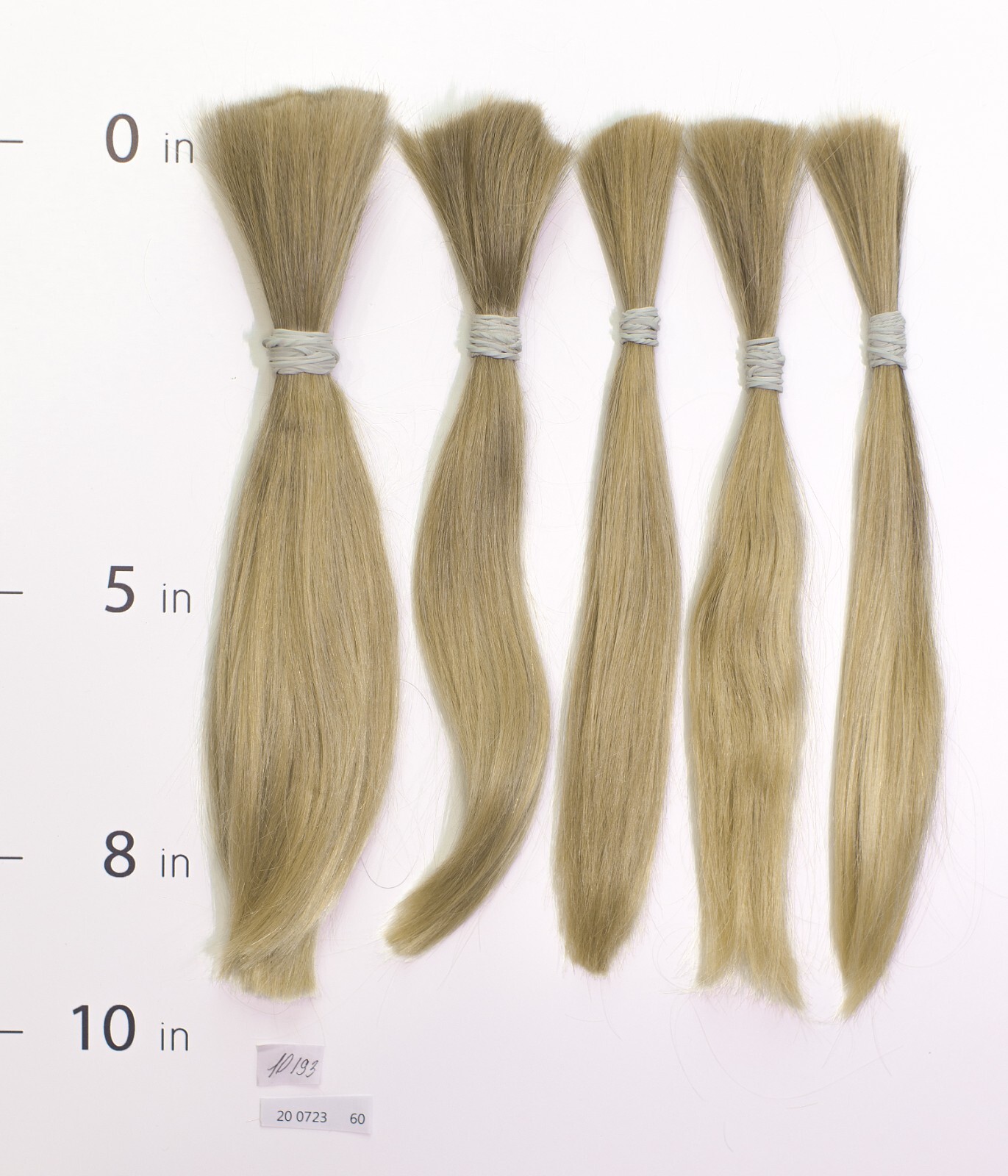 European hair, cut hair, raw hair, Lightest Cendre Gold Pure 8”-10”,virgin