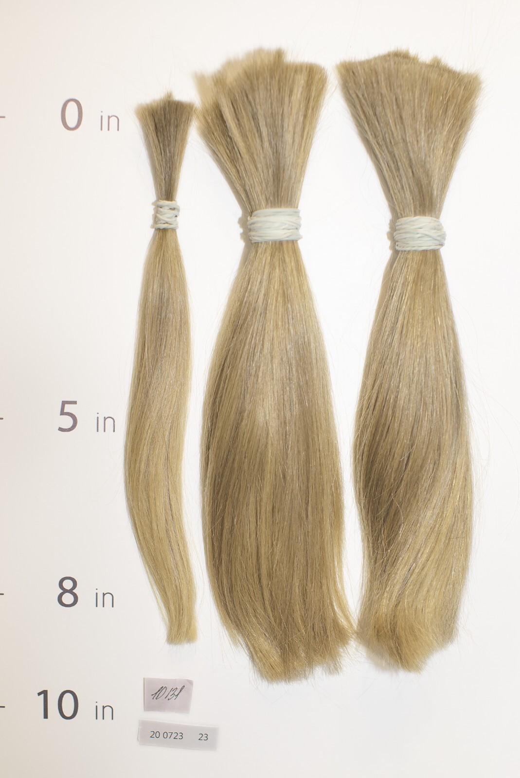 European hair, cut hair, raw hair, Lightest Blonde/Gold Ash Pure 8”-10”,virgin